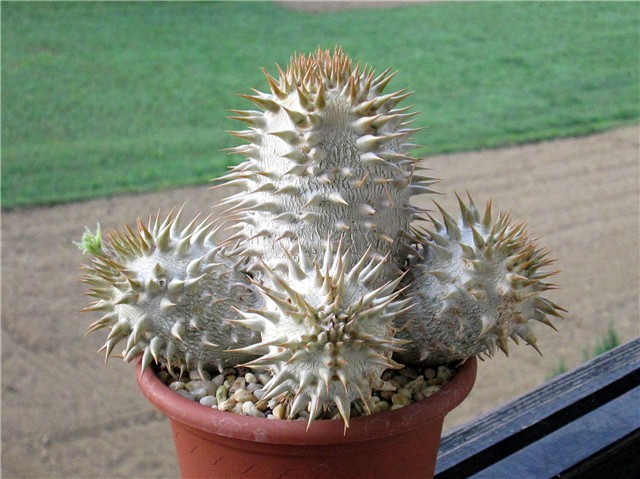 pachypodium eburneum 